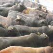 Régua do bem-estar animal aumenta com nova portaria de pré-abate do Mapa