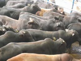 Régua do bem-estar animal aumenta com nova portaria de pré-abate do Mapa