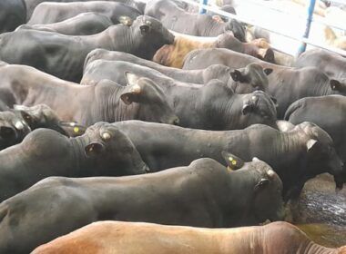 Régua do bem-estar animal aumenta com nova portaria de pré-abate do Mapa