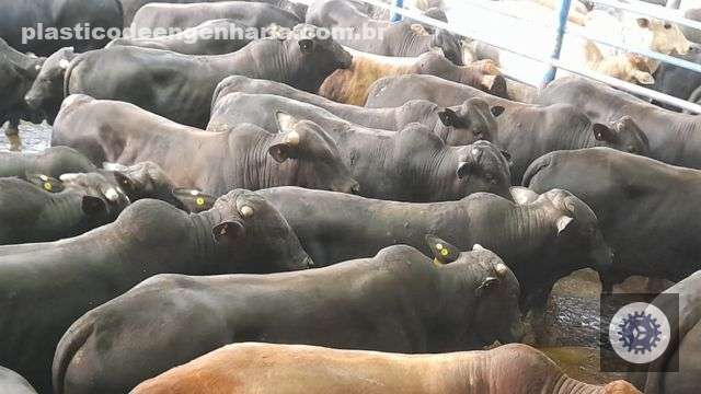 Régua do bem-estar animal aumenta com nova portaria de pré-abate do Mapa