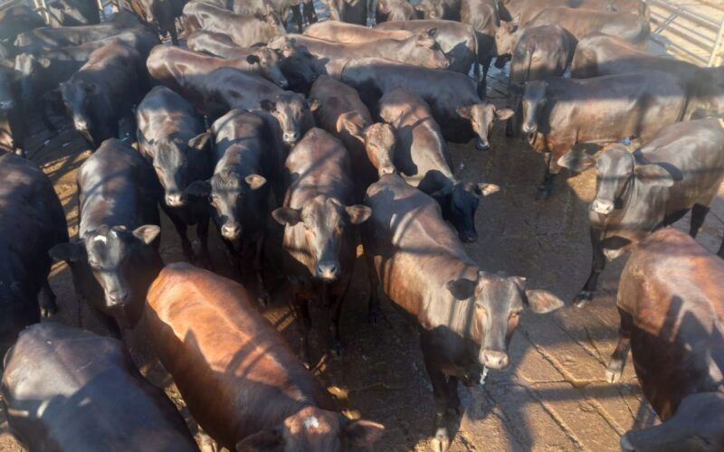 Novilhada cruzada de mais de 18@ é matéria-prima de carne premium em MS