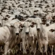 Produção global de carne bovina deve crescer 2% em 2024