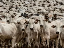 Produção global de carne bovina deve crescer 2% em 2024