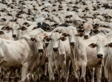 Produção global de carne bovina deve crescer 2% em 2024