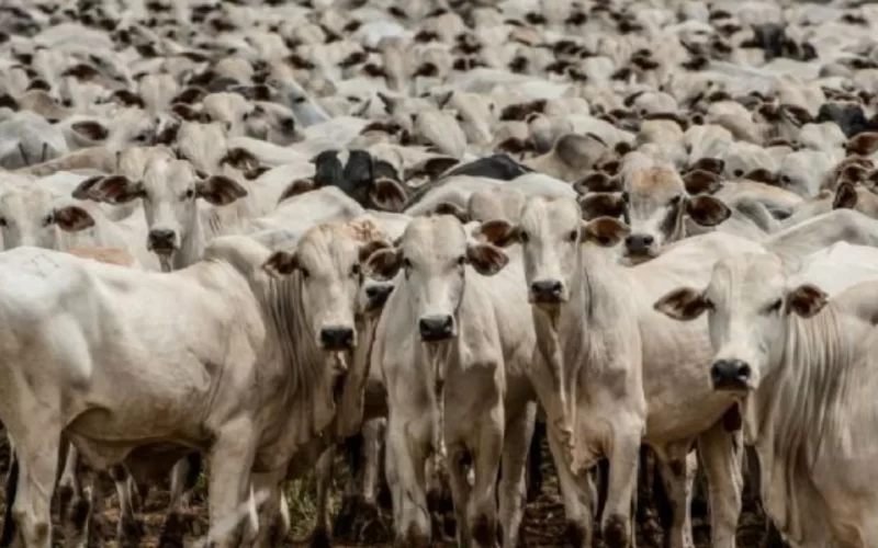 Produção global de carne bovina deve crescer 2% em 2024