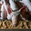 descubra como a suinocultura brasileira conquista novos mercados alem da