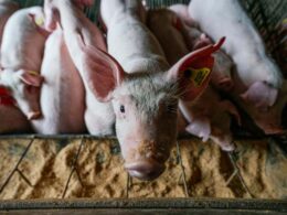 descubra como a suinocultura brasileira conquista novos mercados alem da