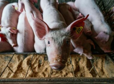 descubra como a suinocultura brasileira conquista novos mercados alem da