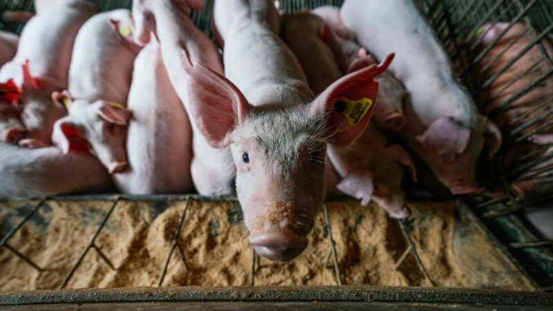 descubra como a suinocultura brasileira conquista novos mercados alem da