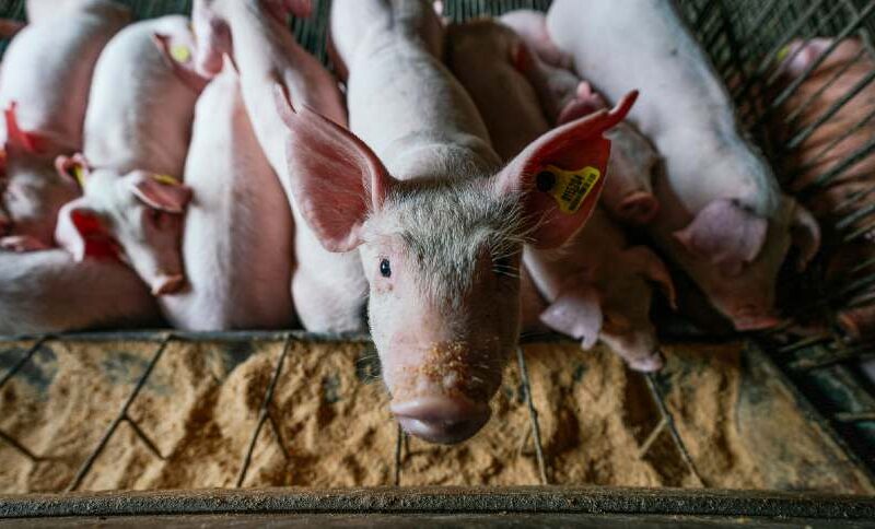 descubra como a suinocultura brasileira conquista novos mercados alem da