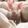 descubra como aditivos tecnologicos revolucionam e aumentam lucros na suinocultura
