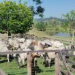 Fazendeiro de Rondônia dá exemplo de produção com gadão de quase 20@