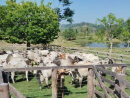 Fazendeiro de Rondônia dá exemplo de produção com gadão de quase 20@