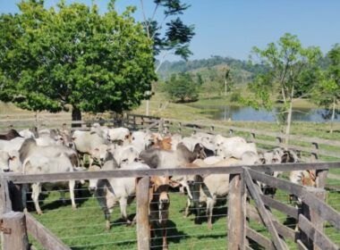 Fazendeiro de Rondônia dá exemplo de produção com gadão de quase 20@
