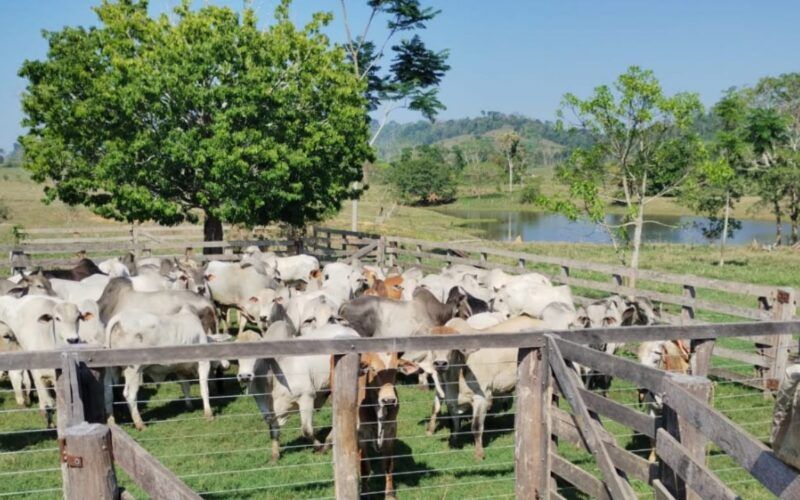 Fazendeiro de Rondônia dá exemplo de produção com gadão de quase 20@