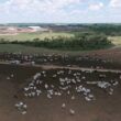 Alerta no confinamento: problemas de casco podem reduzir até 40% o GMD do gado