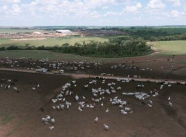 Alerta no confinamento: problemas de casco podem reduzir até 40% o GMD do gado