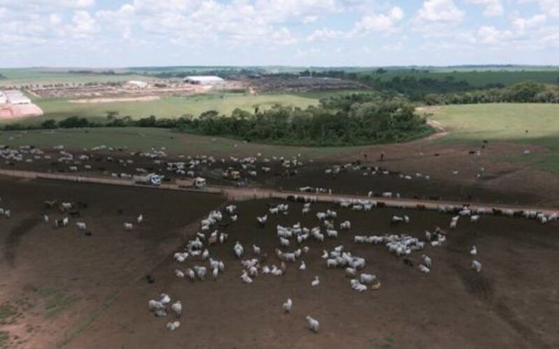 Alerta no confinamento: problemas de casco podem reduzir até 40% o GMD do gado