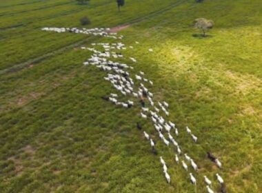 Descubra como o Fazenda Nota 10 e Uboi estão revolucionando a pecuária brasileira
