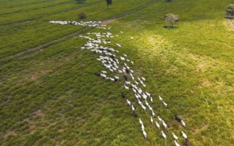 Descubra como o Fazenda Nota 10 e Uboi estão revolucionando a pecuária brasileira