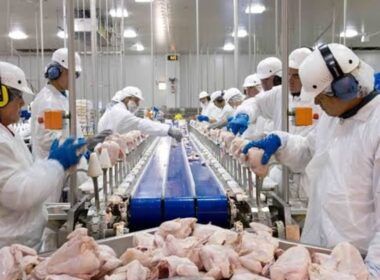 descubra como goias se tornou o quarto maior produtor de