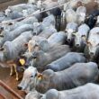 Novilhas Nelore de MT garantem bônus de exportação de carne para a Europa