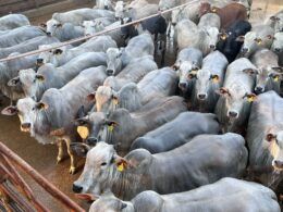 Novilhas Nelore de MT garantem bônus de exportação de carne para a Europa