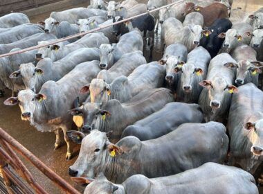 Novilhas Nelore de MT garantem bônus de exportação de carne para a Europa