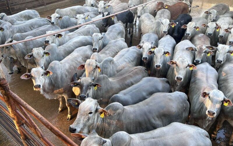 Novilhas Nelore de MT garantem bônus de exportação de carne para a Europa