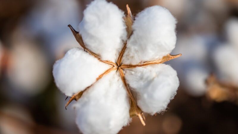 descubra como o algodao brasileiro esta pronto para superar metas
