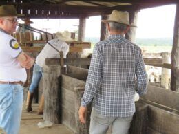 Maior aporte tecnológico faria Brasil produzir a demanda de carne bovina no mundo