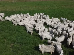 Valor Bruto da Produção Agropecuária deve crescer 7% em 2024/2025