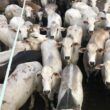 Boiada bruta de até dois dentes chega a 19@ em terminação no cocho em Mato Grosso
