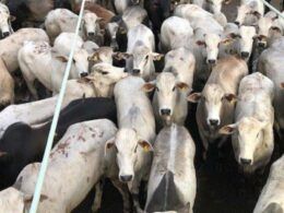 Boiada bruta de até dois dentes chega a 19@ em terminação no cocho em Mato Grosso