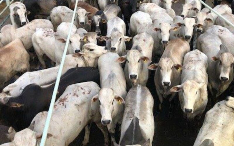 Boiada bruta de até dois dentes chega a 19@ em terminação no cocho em Mato Grosso