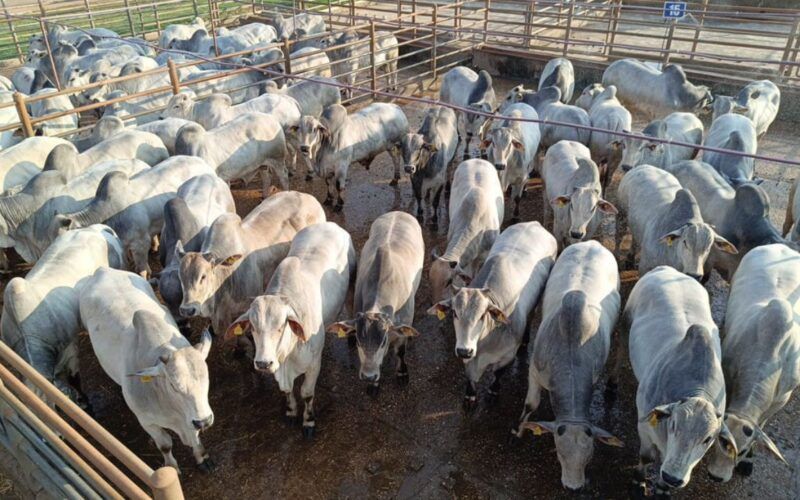 Pecuarista de MS conquista bônus triplo com boiada de sobreano