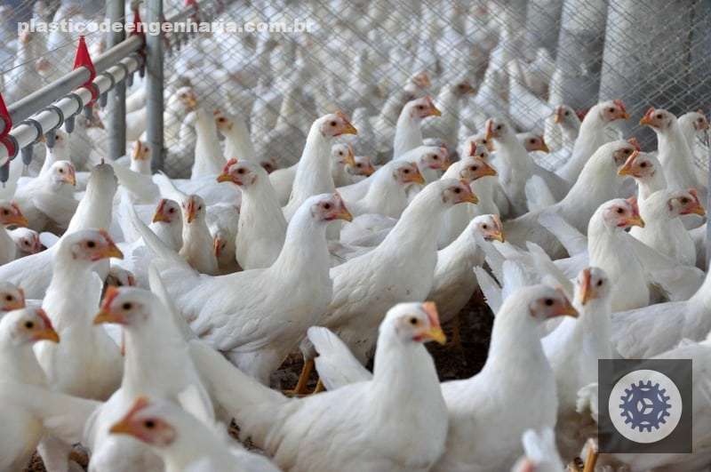 descubra como santa catarina revolucionou a exportacao de carnes e