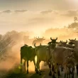 Mato Grosso do Sul entra em período de seca prolongada