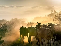 Mato Grosso do Sul entra em período de seca prolongada