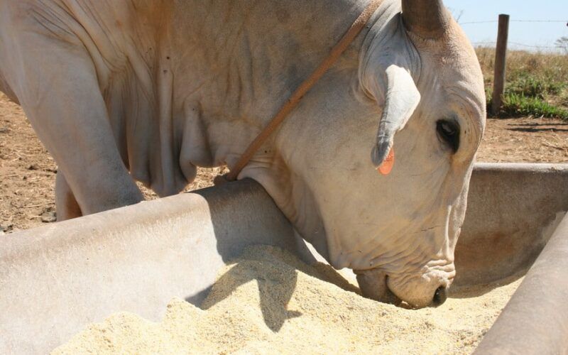 descubra como subprodutos podem reduzir custos na alimentacao bovina em