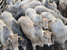 Gadão Nelore extremamente novo de 19@ é exemplo de excelência de carne em Minas