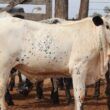 Speckle Park e Nelore: união promove gado adaptado com carne diferenciada