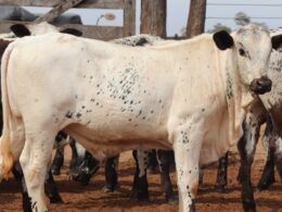 Speckle Park e Nelore: união promove gado adaptado com carne diferenciada