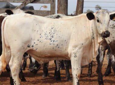Speckle Park e Nelore: união promove gado adaptado com carne diferenciada
