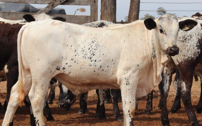 Speckle Park e Nelore: união promove gado adaptado com carne diferenciada