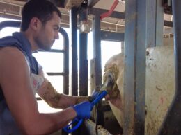 Descubra o Guia Prático para Aumentar sua Produção de Superprecoces na Estação de Fertilidade! 14 Produção de superprecoces: o guia prático para alcançar eficiência na estação de fertilidade