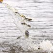 descubra o impacto positivo ctg brasil libera 80 mil peixes