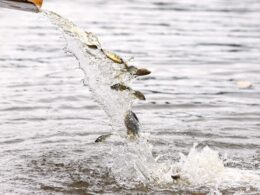 Descubra o Impacto Positivo: CTG Brasil Libera 80 Mil Peixes Pintado no Rio Paraná 22 descubra o impacto positivo ctg brasil libera 80 mil peixes