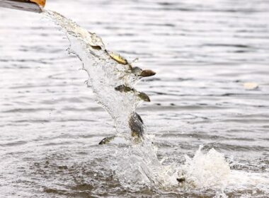 descubra o impacto positivo ctg brasil libera 80 mil peixes