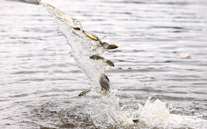 descubra o impacto positivo ctg brasil libera 80 mil peixes